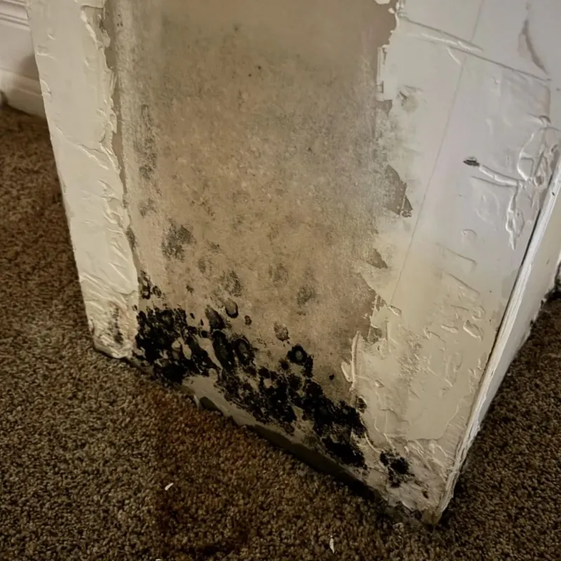 Professional Mold Removal in Kutztown, PA